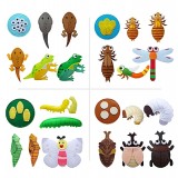 [청양]펠트교육자료 - 동물의 한살이(4종)