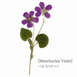 [쁘띠팬시] DA5554 압화 꽃 스티커 (제비꽃)