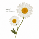 [쁘띠팬시] DA5555 압화 꽃 스티커 (데이지)