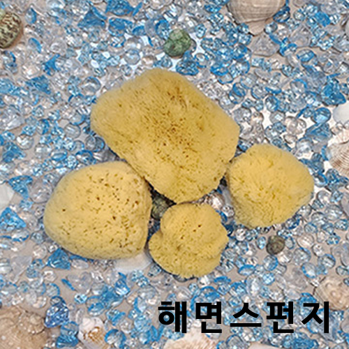 [홀아트] 천연 해면스펀지 (coarse : 거친) W82-23