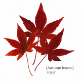 [쁘띠팬시] PD916 압화 꽃 스티커 (단풍잎) 가을스티커