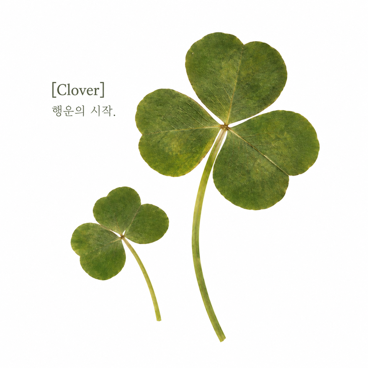 [쁘띠팬시] PD993 압화 꽃 스티커 (클로버)