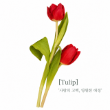 [쁘띠팬시] DA5559 압화 꽃 스티커 (튤립)